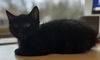 Onyx