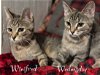 Wednesday (Dynamic Duo kitties)