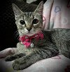 adoptable Cat in ashville, OH named Wednesday (Dynamic Duo kitties)