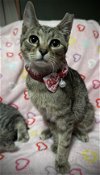 adoptable Cat in ashville, OH named Winifred  (Dynamic Duo Kitties)