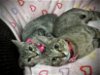 Winifred  (Dynamic Duo Kitties)