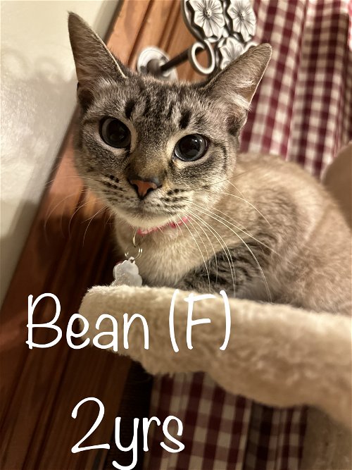 Bean (Cat)