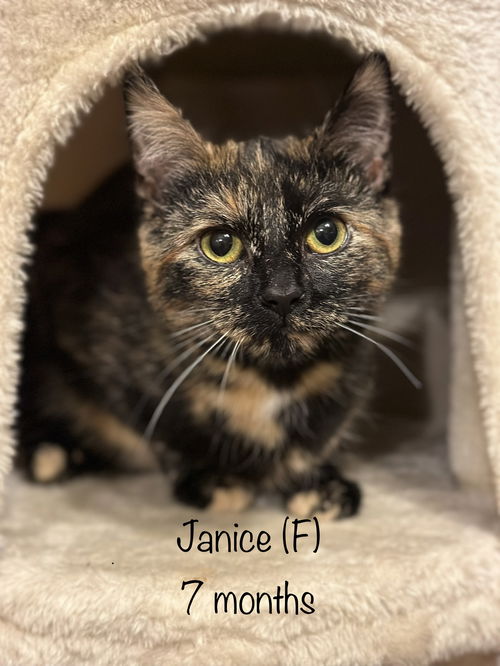 Janice (Kitty)