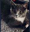 Sapphire (The Holler Kitties)