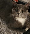 Sapphire (The Holler Kitties)