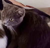 Sapphire (The Holler Kitties)