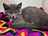 Sapphire (The Holler Kitties)