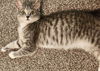 Opal (The Holler Kitties)