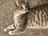 Opal (The Holler Kitties)