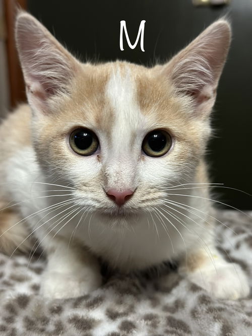 Hephaestus (Firehouse Kitties)