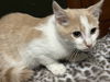 Hephaestus (Firehouse Kitties)