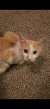 Hephaestus (Firehouse Kitties)