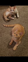 Hephaestus (Firehouse Kitties)