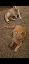 Hephaestus (Firehouse Kitties)