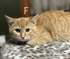 Hestia (Firehouse Kitties)