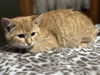 Hestia (Firehouse Kitties)