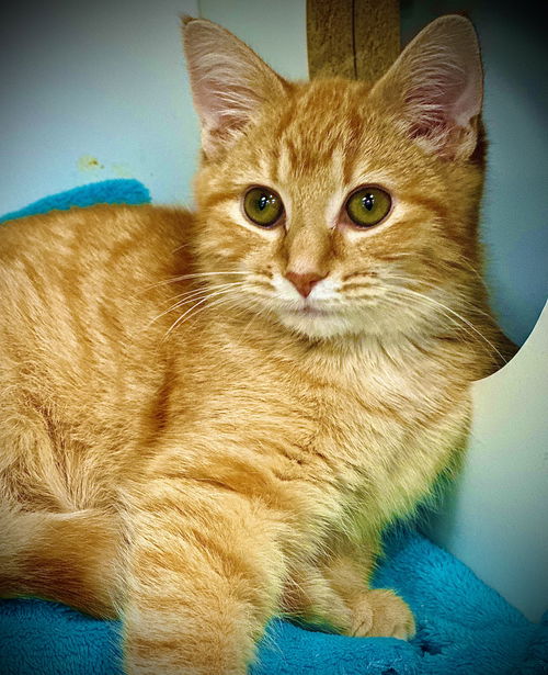Hestia (Firehouse Kitties)