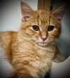 Hestia (Firehouse Kitties)