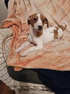 Jack Russell Juniors - Amelia