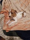 Jack Russell Juniors - Amelia