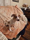 Jack Russell Juniors - Amelia