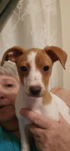 Jack Russell Juniors - Amelia