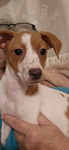 Jack Russell Juniors - Amelia