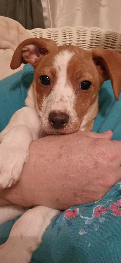 Jack Russell Juniors - Amelia