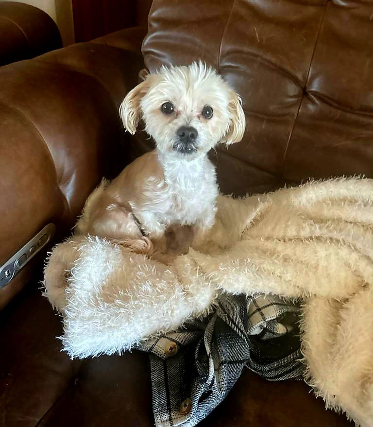 Dog for Adoption - Chanel, a Maltese in Pike County, OH | Alpha Paw