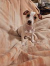 Jack Russell Juniors - Mya