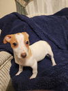 Jack Russell Juniors - Mya