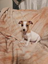 Jack Russell Juniors - Mya