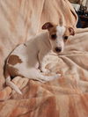 Jack Russell Juniors - Mya