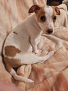 Jack Russell Juniors - Mya