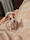 Jack Russell Juniors - Mya