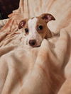 Jack Russell Juniors - Mya