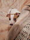 Jack Russell Juniors - Mya