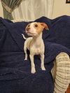 Jack Russell Juniors - BJ