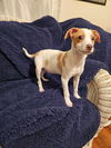 Jack Russell Juniors - BJ