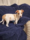 Jack Russell Juniors - BJ