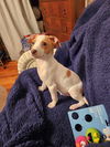 Jack Russell Juniors - BJ