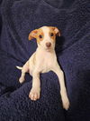 Jack Russell Juniors - BJ