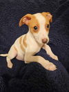 Jack Russell Juniors - BJ