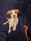 Jack Russell Juniors - BJ