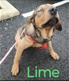 adoptable Dog in ashville, OH named Tasty Two ~ Lime