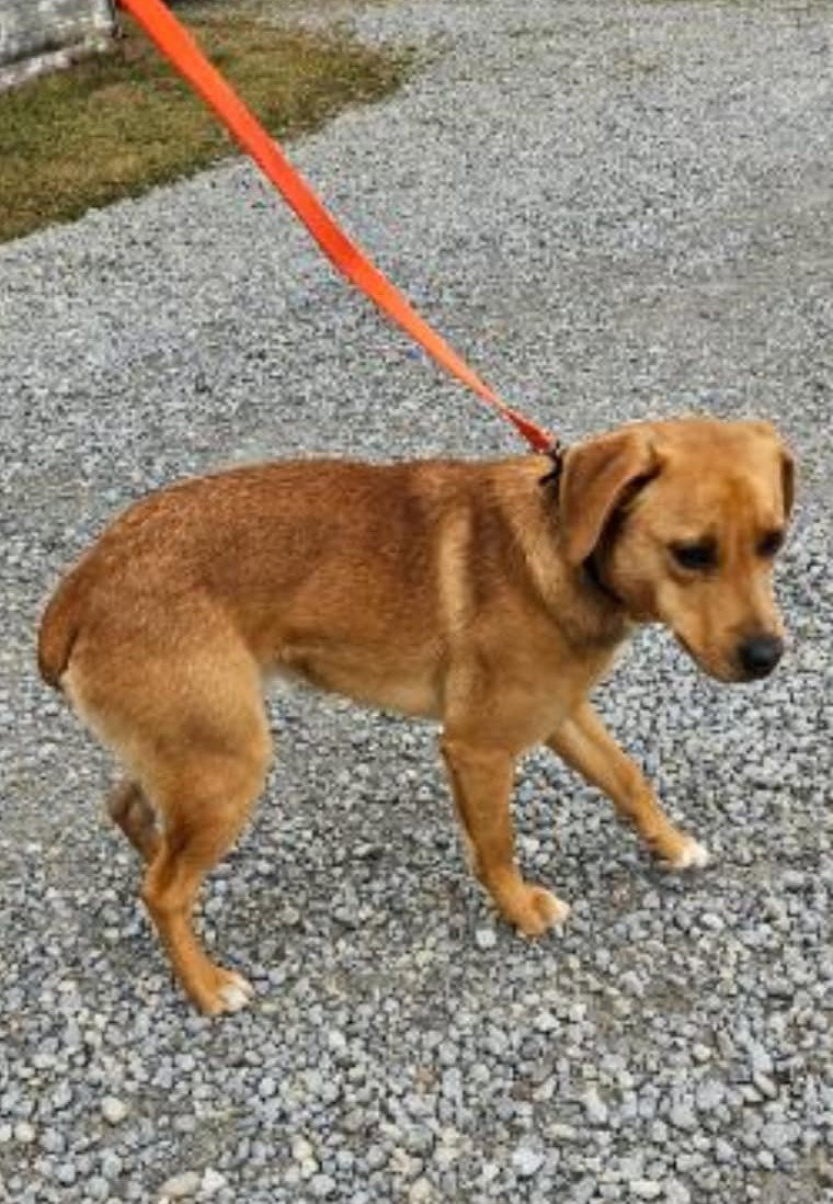 Dog for Adoption Peanut Brittle, a Labrador Retriever in Ross County