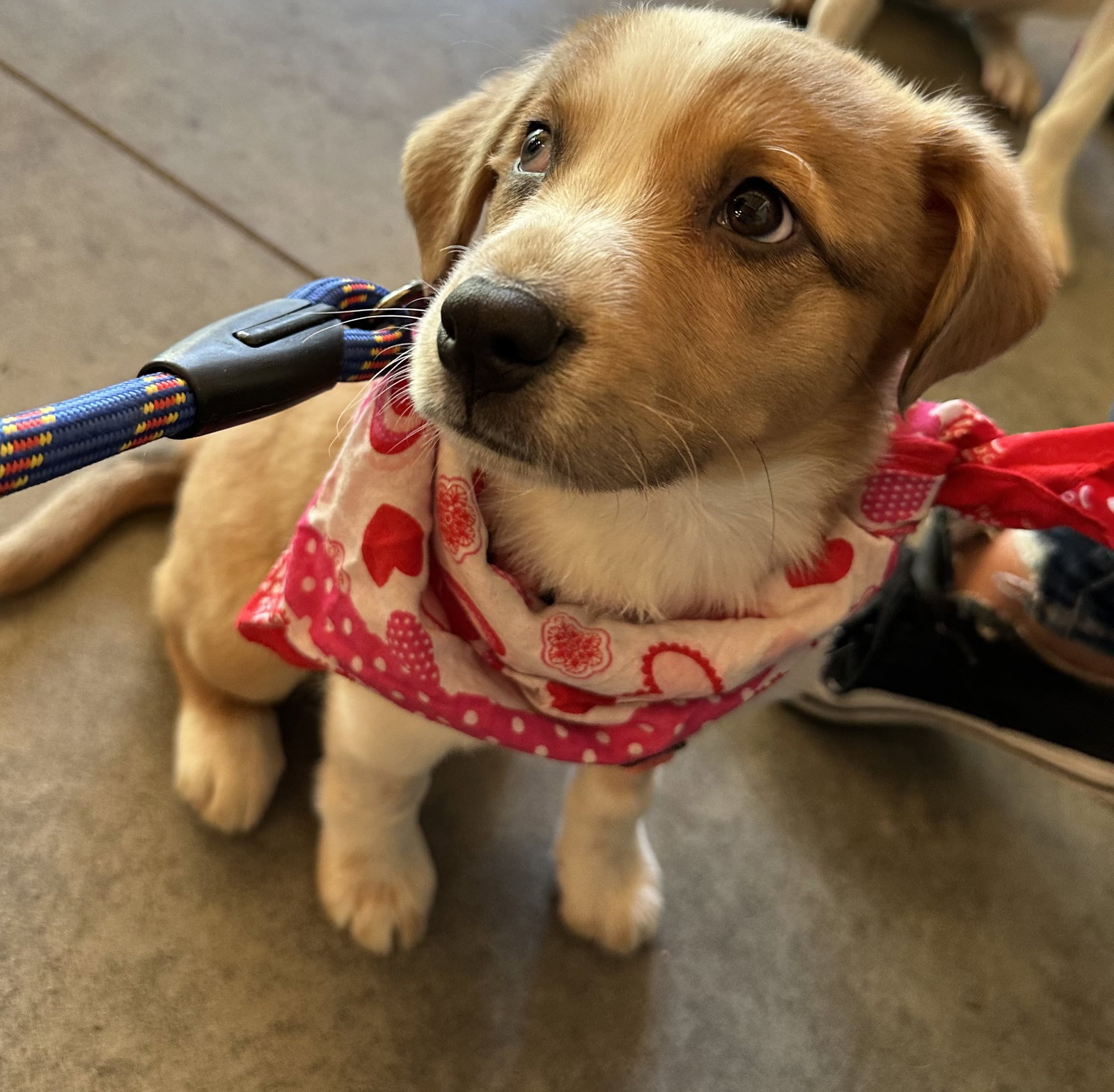 Dog for Adoption - Super Bowl 24 - Christian, a Australian Shepherd in ...