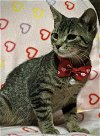 adoptable Cat in ashville, OH named Elvira (Kitty)