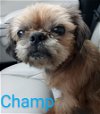 adoptable Dog in  named Champ