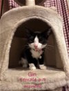 Gin (Kitty Game Crew)